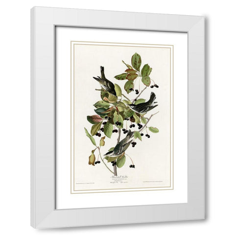 Black Poll Warbler White Modern Wood Framed Art Print with Double Matting by Vintage Apple Collection