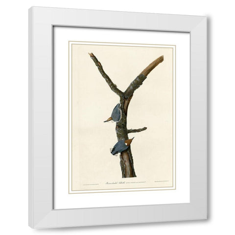 Brown Headed Nuthatch White Modern Wood Framed Art Print with Double Matting by Vintage Apple Collection