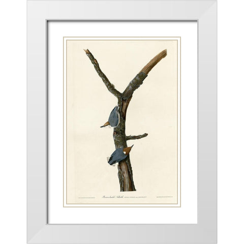 Brown Headed Nuthatch White Modern Wood Framed Art Print with Double Matting by Vintage Apple Collection