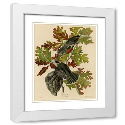 Canada Jay White Modern Wood Framed Art Print with Double Matting by Vintage Apple Collection