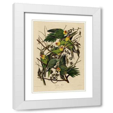 Carolina Parrot White Modern Wood Framed Art Print with Double Matting by Vintage Apple Collection