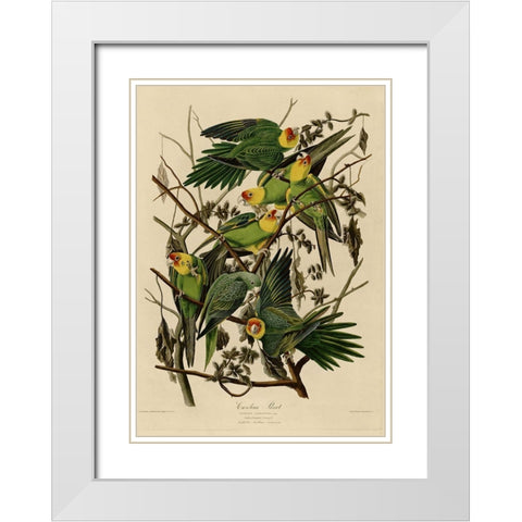 Carolina Parrot White Modern Wood Framed Art Print with Double Matting by Vintage Apple Collection