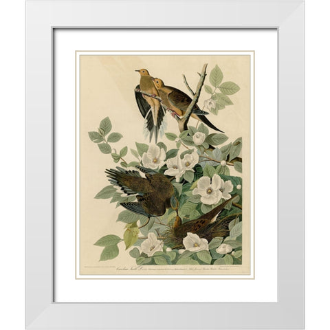 Carolina Turtledove White Modern Wood Framed Art Print with Double Matting by Vintage Apple Collection