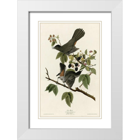 Catbird White Modern Wood Framed Art Print with Double Matting by Vintage Apple Collection