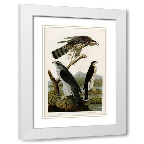 Goshawk Stanley Hawk White Modern Wood Framed Art Print with Double Matting by Vintage Apple Collection