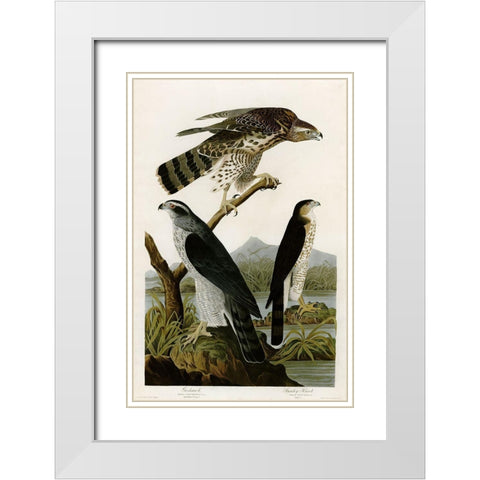 Goshawk Stanley Hawk White Modern Wood Framed Art Print with Double Matting by Vintage Apple Collection