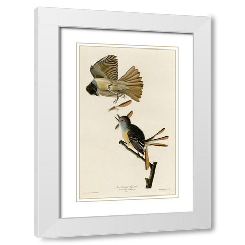 Great Crested Flycatcher White Modern Wood Framed Art Print with Double Matting by Vintage Apple Collection