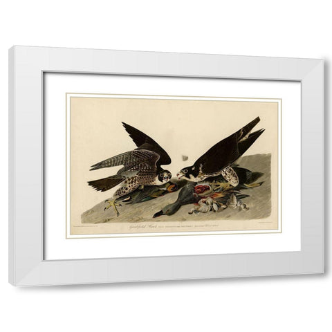 Greatfooted Hawk White Modern Wood Framed Art Print with Double Matting by Vintage Apple Collection
