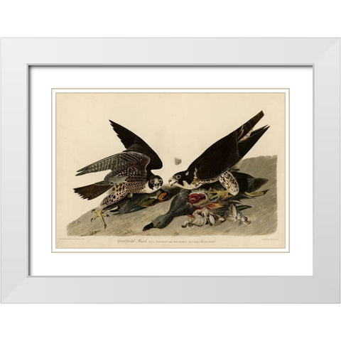 Greatfooted Hawk White Modern Wood Framed Art Print with Double Matting by Vintage Apple Collection
