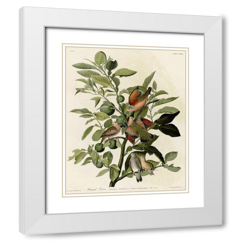 Ground Dove White Modern Wood Framed Art Print with Double Matting by Vintage Apple Collection