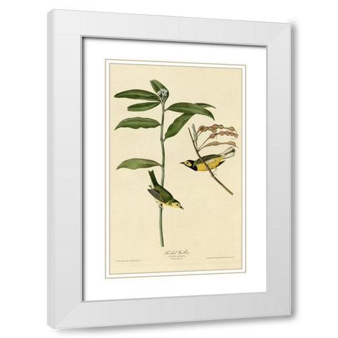 Hooded Warbler White Modern Wood Framed Art Print with Double Matting by Vintage Apple Collection