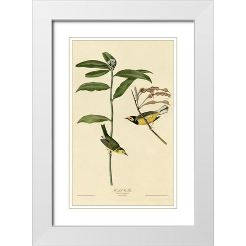 Hooded Warbler White Modern Wood Framed Art Print with Double Matting by Vintage Apple Collection