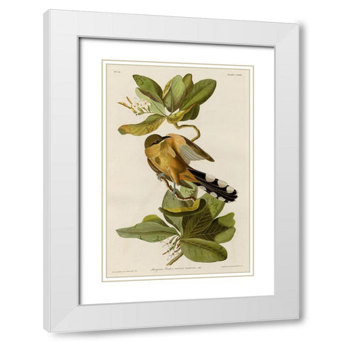 Mangrove Cuckoo White Modern Wood Framed Art Print with Double Matting by Vintage Apple Collection