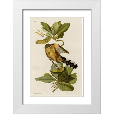 Mangrove Cuckoo White Modern Wood Framed Art Print with Double Matting by Vintage Apple Collection