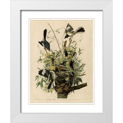 Mocking Bird White Modern Wood Framed Art Print with Double Matting by Vintage Apple Collection