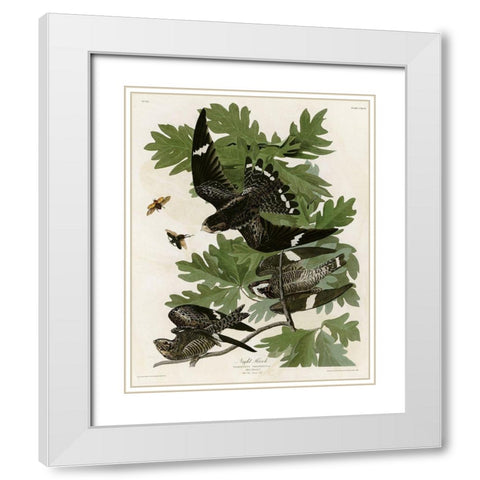 Night Hawk White Modern Wood Framed Art Print with Double Matting by Vintage Apple Collection