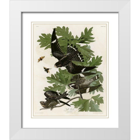 Night Hawk White Modern Wood Framed Art Print with Double Matting by Vintage Apple Collection