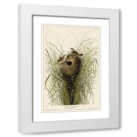 Nuttalls Lesser-Marsh Wren White Modern Wood Framed Art Print with Double Matting by Vintage Apple Collection