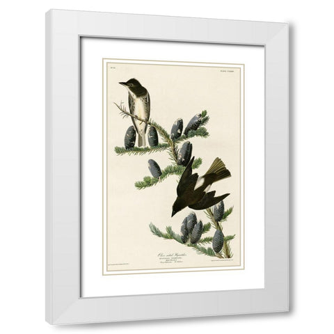 Olive Sided Flycatcher White Modern Wood Framed Art Print with Double Matting by Vintage Apple Collection
