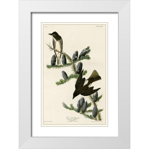 Olive Sided Flycatcher White Modern Wood Framed Art Print with Double Matting by Vintage Apple Collection