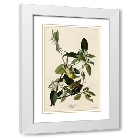 Palm Warbler White Modern Wood Framed Art Print with Double Matting by Vintage Apple Collection