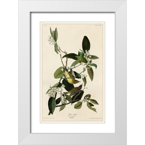 Palm Warbler White Modern Wood Framed Art Print with Double Matting by Vintage Apple Collection