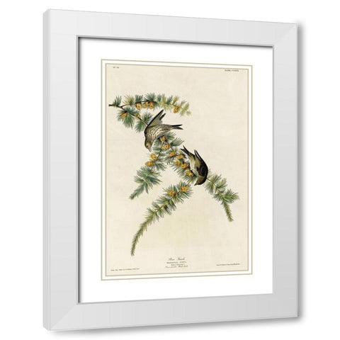 Pine Finch White Modern Wood Framed Art Print with Double Matting by Vintage Apple Collection
