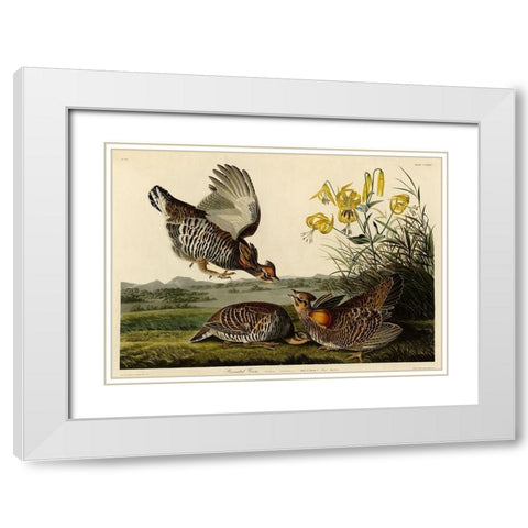 Pinnated Grouse White Modern Wood Framed Art Print with Double Matting by Vintage Apple Collection