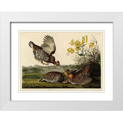 Pinnated Grouse White Modern Wood Framed Art Print with Double Matting by Vintage Apple Collection