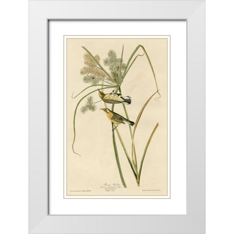 Prairie Warbler White Modern Wood Framed Art Print with Double Matting by Vintage Apple Collection