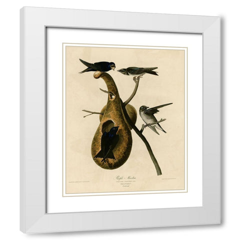 Purple Martin White Modern Wood Framed Art Print with Double Matting by Vintage Apple Collection