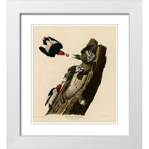 Red Headed Woodpecker White Modern Wood Framed Art Print with Double Matting by Vintage Apple Collection