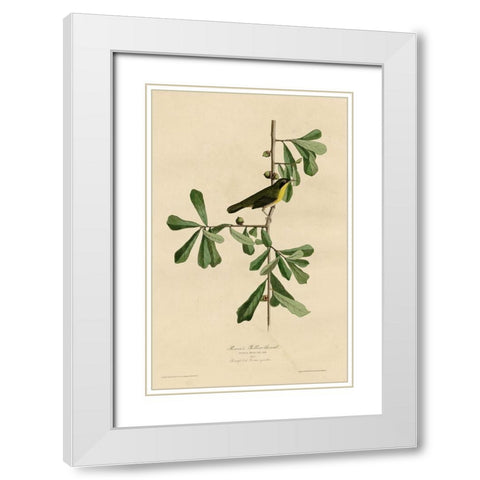 Roscoesyellow Throat White Modern Wood Framed Art Print with Double Matting by Vintage Apple Collection