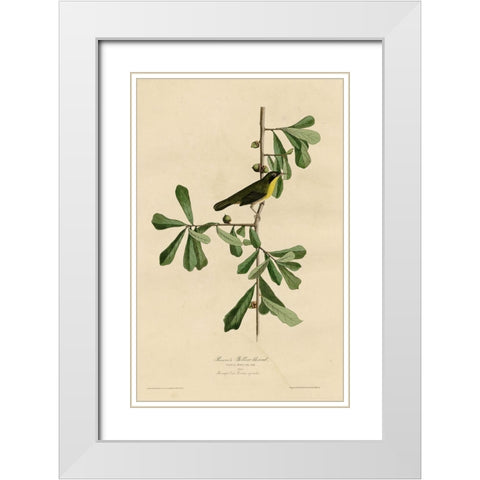 Roscoesyellow Throat White Modern Wood Framed Art Print with Double Matting by Vintage Apple Collection