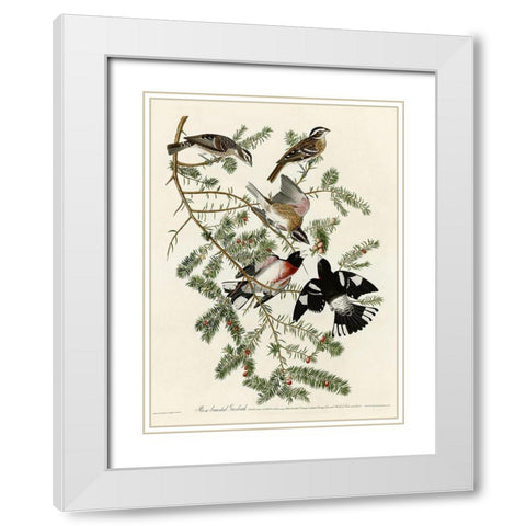 Rose Breasted Grosbeak White Modern Wood Framed Art Print with Double Matting by Vintage Apple Collection