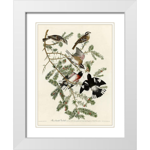 Rose Breasted Grosbeak White Modern Wood Framed Art Print with Double Matting by Vintage Apple Collection