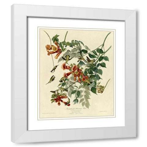 Rubythroated Hummingbird White Modern Wood Framed Art Print with Double Matting by Vintage Apple Collection
