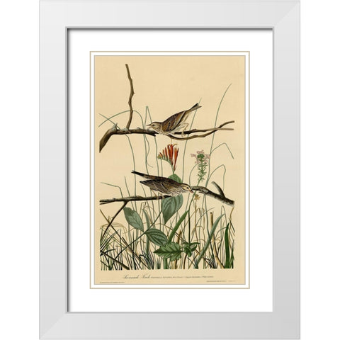 Savannah Finch White Modern Wood Framed Art Print with Double Matting by Vintage Apple Collection