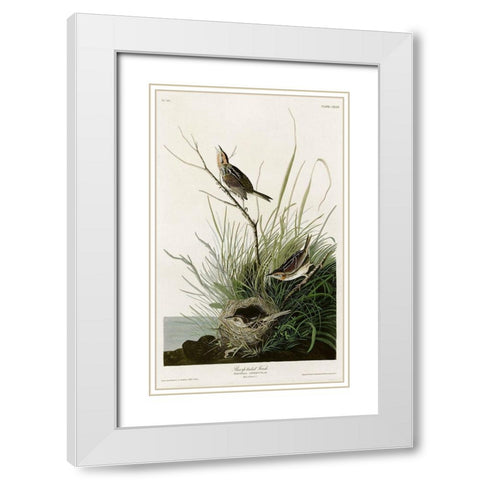 Sharp Tailed Finch White Modern Wood Framed Art Print with Double Matting by Vintage Apple Collection