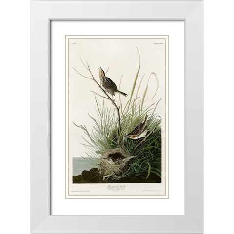 Sharp Tailed Finch White Modern Wood Framed Art Print with Double Matting by Vintage Apple Collection