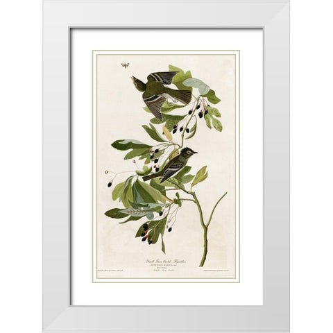 Small Green Crested Flycatcher White Modern Wood Framed Art Print with Double Matting by Vintage Apple Collection