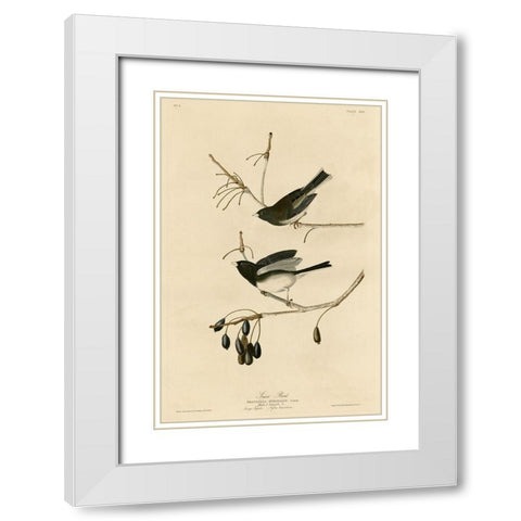 Snowbird White Modern Wood Framed Art Print with Double Matting by Vintage Apple Collection