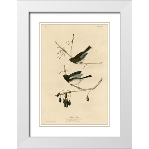 Snowbird White Modern Wood Framed Art Print with Double Matting by Vintage Apple Collection