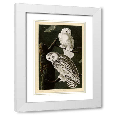 Snowy Owl White Modern Wood Framed Art Print with Double Matting by Vintage Apple Collection