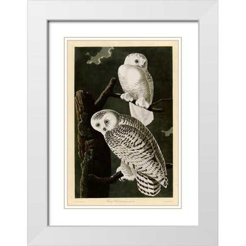 Snowy Owl White Modern Wood Framed Art Print with Double Matting by Vintage Apple Collection