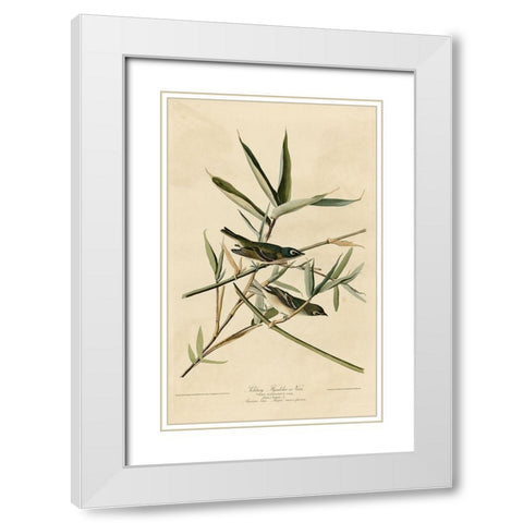 Solitary Flycatcher White Modern Wood Framed Art Print with Double Matting by Vintage Apple Collection