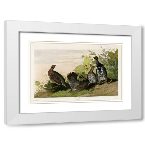 Spotted Grouse White Modern Wood Framed Art Print with Double Matting by Vintage Apple Collection