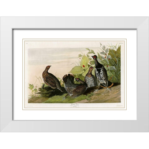 Spotted Grouse White Modern Wood Framed Art Print with Double Matting by Vintage Apple Collection