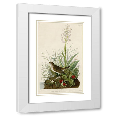 Tawny Thrush White Modern Wood Framed Art Print with Double Matting by Vintage Apple Collection