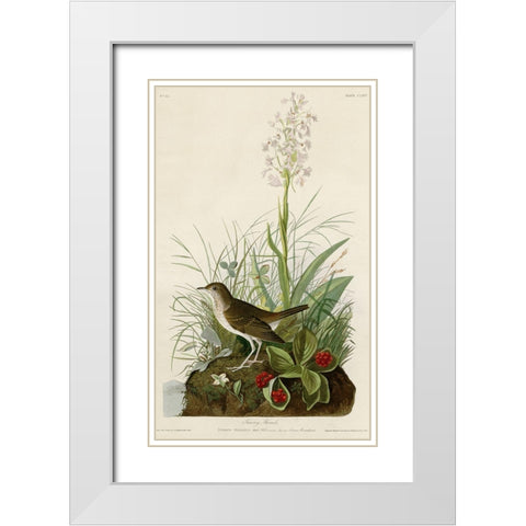 Tawny Thrush White Modern Wood Framed Art Print with Double Matting by Vintage Apple Collection